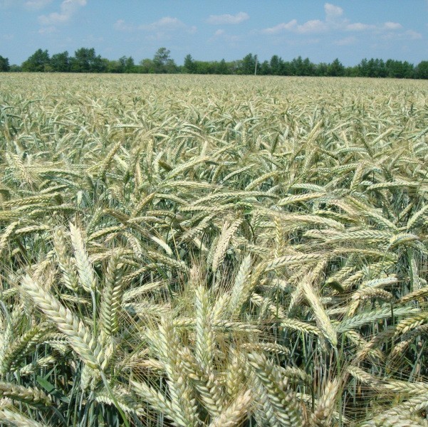 озима пшениц