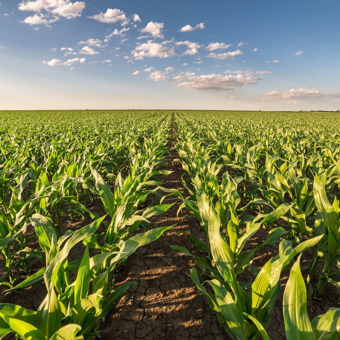 Green corn maize field in early stage